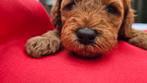 Sunshine Doodledreamteam Doodletjes, Parvo, Nederland, Overige rassen, 8 tot 15 weken