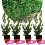 Cupressocyparis leylandii + Pot 9cm 4 stuks, Tuin en Terras, Planten | Fruitbomen, Halfschaduw, Verzenden