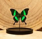 Vlinder Taxidermie volledige montage - Papilio crino - 16 cm, Verzamelen, Dierenverzamelingen, Nieuw