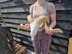 XL Echte Tibetaanse Ram Schedel - Ovis aries - 32 cm - 64.5