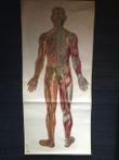 Deutsches Hygiëne Museum Dresden - Levens grote Anatomische