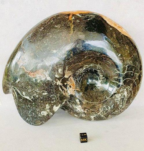 Ammoniet - Fossiel skelet - Ammonoidea Cleoniceras sp - 23, Verzamelen, Mineralen en Fossielen