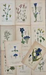 Diedrich Franz Leonhard von Schlechtendal (1794 / 1866) -, Antiek en Kunst