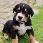 Zwitserse Sennen pups puppy’s, Dieren en Toebehoren, Honden | Bulldogs, Pinschers en Molossers, Particulier, Meerdere, Parvo, 8 tot 15 weken