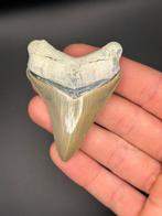 Megalodon - Fossiele tand - Carcharias megalodon - 7.8 cm -, Verzamelen, Mineralen en Fossielen