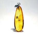 2 fossiele insecten in Baltisch amber – Grote mug en mug –, Nieuw