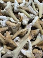 Haai - Fossiele tand - Tiburones varios (Zonder, Verzamelen, Mineralen en Fossielen