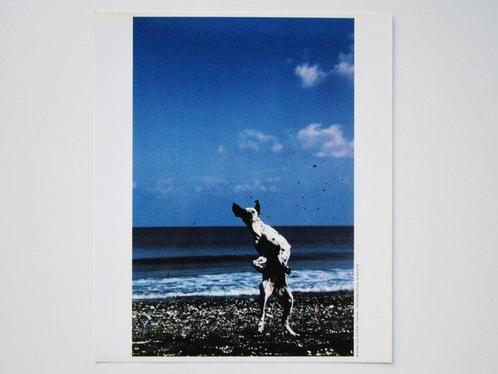 Hans Silvester - Dog plays on the beach. Greece, 1997, Antiek en Kunst, Kunst | Schilderijen | Modern