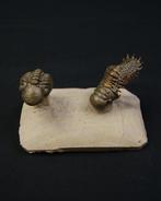 Trilobiet - Gefossiliseerd dier - Crotalocephalus gibbus y