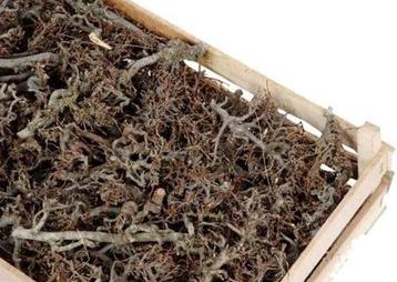 Bonsai krat ca. 100 stuks formaat krat 60x40 cm beschikbaar voor biedingen