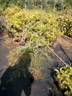 Tsuga canadensis hemlockspar heterophylla   in pot, Tuin en Terras, Planten | Bomen, Ophalen of Verzenden