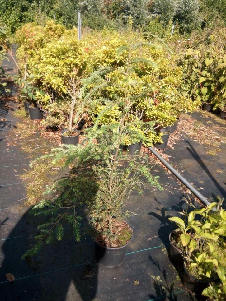 Tsuga canadensis hemlockspar heterophylla   in pot, Tuin en Terras, Planten | Bomen, In pot, Ophalen of Verzenden