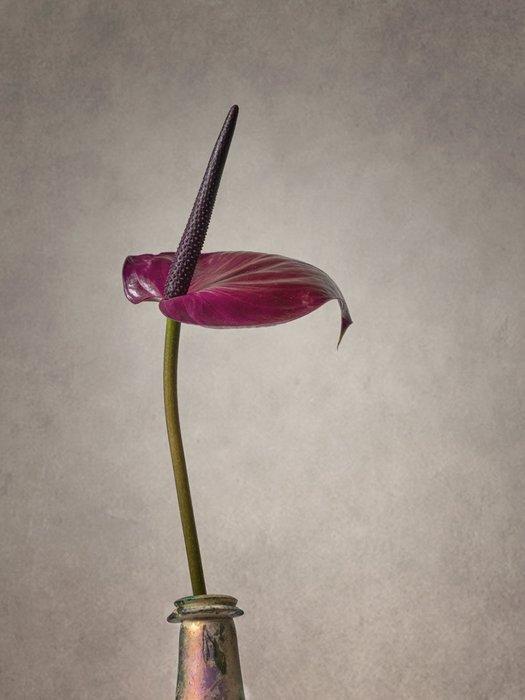 Ursula van de Bunte - Purple Pride, Antiek en Kunst, Kunst | Designobjecten