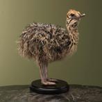 Struisvogel Kuiken Taxidermie Opgezette Dieren By Max, Ophalen of Verzenden, Nieuw, Vogel, Opgezet dier