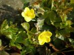 Waldsteinia ternata , p9 bodembedekker, Tuin en Terras, Planten | Tuinplanten, Verzenden, Lente, Vaste plant, Halfschaduw