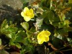 Waldsteinia ternata , p9 bodembedekker, Tuin en Terras, Planten | Tuinplanten, Halfschaduw, Vaste plant, Lente, Verzenden