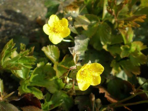 Waldsteinia ternata , p9 bodembedekker, Tuin en Terras, Planten | Tuinplanten, Vaste plant, Halfschaduw, Lente, Verzenden