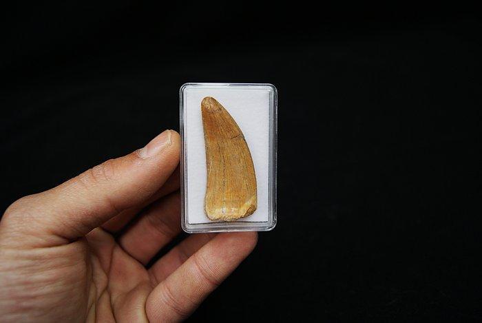 Dinosaurus - Fossiele tanden - Carcharodontosaurus Saharicus, Verzamelen, Mineralen en Fossielen