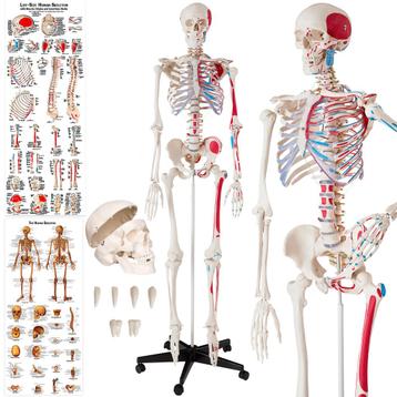 Anatomisch skelet met spiermarkering - wit beschikbaar voor biedingen