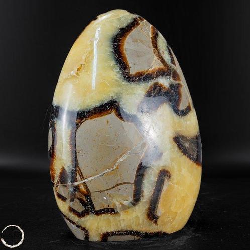 Natuurlijke Eerste Kwaliteit Septarium Vrije vorm- 835.48 g, Verzamelen, Mineralen en Fossielen