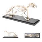 Anatomie model skelet konijn, Nieuw, Verzenden