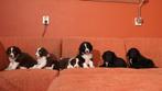 mooie puppys springer spaniel x border collie, Parvo, 8 tot 15 weken, Meerdere, Meerdere dieren