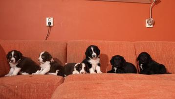 mooie puppys springer spaniel x border collie beschikbaar voor biedingen