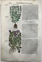 Mattioli, P.A. - 2 folios, 5 woodcuts, Botany, Herbs: Thyme,