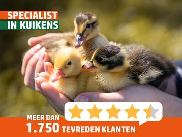 Gesekste eendenkuikens: Kwakers en Indische loop eend kuiken beschikbaar voor biedingen