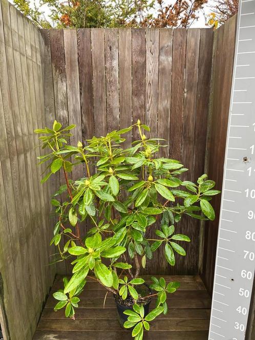 Bod gevraagd Partij 50 stuks Rhododendron 80-100 cm paars, Tuin en Terras, Planten | Struiken en Hagen, Rhododendron, Haag, Minder dan 100 cm