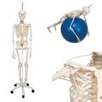 Anatomie model menselijk skelet, hangend, flexibel, 177 cm, Nieuw, Verzenden