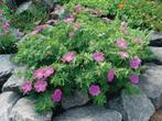 Geranium sanguineum Vision® Violet (Tuinplanten), Tuin en Terras, Planten | Tuinplanten, Ophalen of Verzenden, Vaste plant, Bodembedekkers