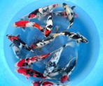 Hirasawa Marusei 28-35cm (Japanse Koi), Karper of Koi