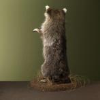 Wasbeer Taxidermie Opgezette Dieren By Max, Verzamelen, Dierenverzamelingen, Ophalen of Verzenden, Nieuw, Wild dier, Opgezet dier