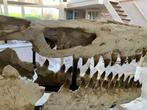 Mosasaurus - Fossiel skelet - 85 cm - 33 cm