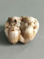 Zeldzame tanden - Fossiele tand - Megatapirus - 25 mm - 20, Verzamelen