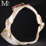 Bullenhaai-kaak – Kaak - Carcharhinus Leucas - 474 mm - 140