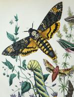 Maurice Sand et Alphonse Depuiset - Le Monde des papillons,