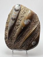 Orthoceras - Gefossiliseerd dier - 15 cm (Zonder, Verzamelen