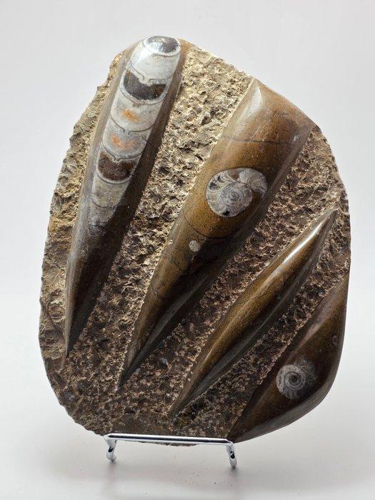 Orthoceras - Gefossiliseerd dier - 15 cm (Zonder, Verzamelen, Mineralen en Fossielen