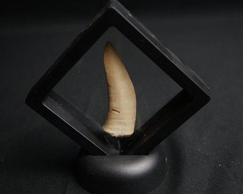 Vis - Fossiele tand - Enchodus libycus (Zonder Minimumprijs), Verzamelen, Mineralen en Fossielen