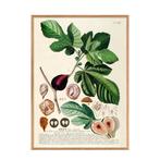 The Dybdahl Co wanddecoratie Ficvs (50x70 cm) (50x70 cm cm), Verzenden, Nieuw