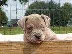 Old English Bulldog pups, t gezonde type! Mogen direct mee!, Parvo, Nederland, 8 tot 15 weken, Bulldog