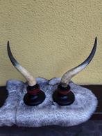 stier Hoorns - Corna - 56 cm - 20 cm - 20 cm -  (2)