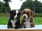 Old English Bulldog pup! | Type Mammut! | Hartelijk Welkom., Parvo, Nederland, 8 tot 15 weken, Bulldog