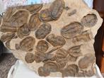 Large Trilobite Association - Fossiel skelet - Asaphus sp. -