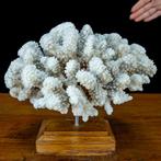 Natuurlijke takken van wit koraal - Acropora Florida, op, Verzamelen, Mineralen en Fossielen