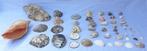 Collectie met dierenthema - Schelpjes van de wereld -