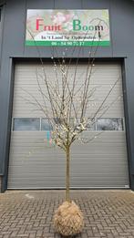 Pruimenboom Opal victoria reine claude wijnpruim, In pot