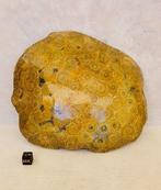 Koraal Koraal - Corail fossilisé, Verzamelen, Mineralen en Fossielen